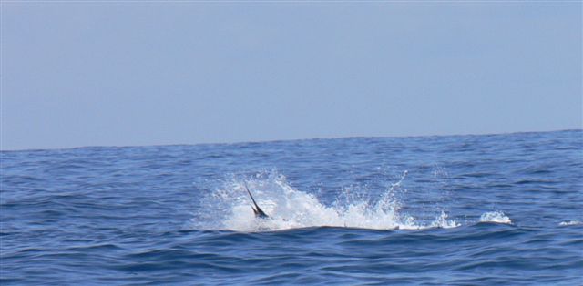 フィールドレポート33【ルアーズ】カジキ・マグロトローリング